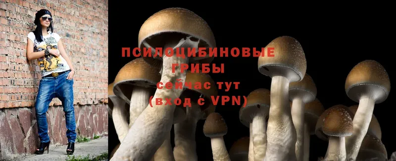 Галлюциногенные грибы Psilocybine cubensis Кувандык